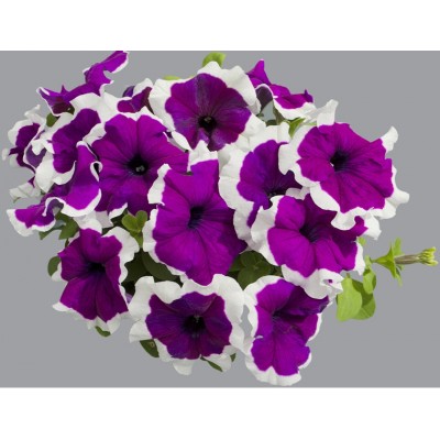 SEMENTES DE FLORES MILLIFLORA PETUNIAS GRANDIFLORA LIMBO *GP* VIOLET PICOTEE (VIOLETA PICOTEE) - 2000 SEMENTES