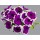 SEMENTES DE FLORES MILLIFLORA PETUNIAS GRANDIFLORA LIMBO *GP* VIOLET PICOTEE (VIOLETA PICOTEE) - 2000 SEMENTES