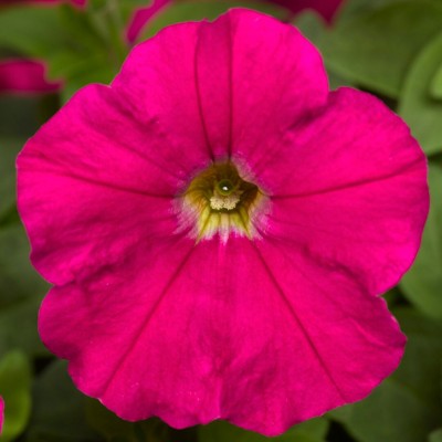 SEMENTES DE FLORES MILLIFLORA PETUNIAS PICOBELLA CARMINE ( CARMIM ) - 1000 SEMENTES