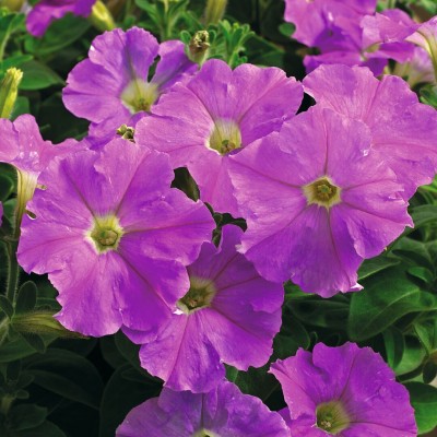 SEMENTES DE FLORES MILLIFLORA PETUNIAS  PICOBELLA LAVANDER(LAVANDA) - 1000 SEMENTES