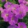 SEMENTES DE FLORES MILLIFLORA PETUNIAS  PICOBELLA LAVANDER(LAVANDA) - 1000 SEMENTES