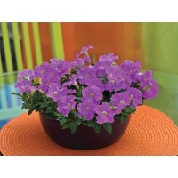 SEMENTES DE FLORES MILLIFLORA PETUNIAS PICOBELLA LAVANDER(LAVANDA) - 1000 SEMENTES SEMENTES DE FLORES MILLIFLORA PETUNIAS PICOBELLA LAVANDER(LAVANDA) - 1000 SEMENTES