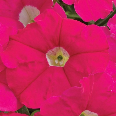 SEMENTES DE FLORES MILLIFLORA PETUNIAS  PICOBELLA ROSE ( ROSA) - 1000 SEMENTES