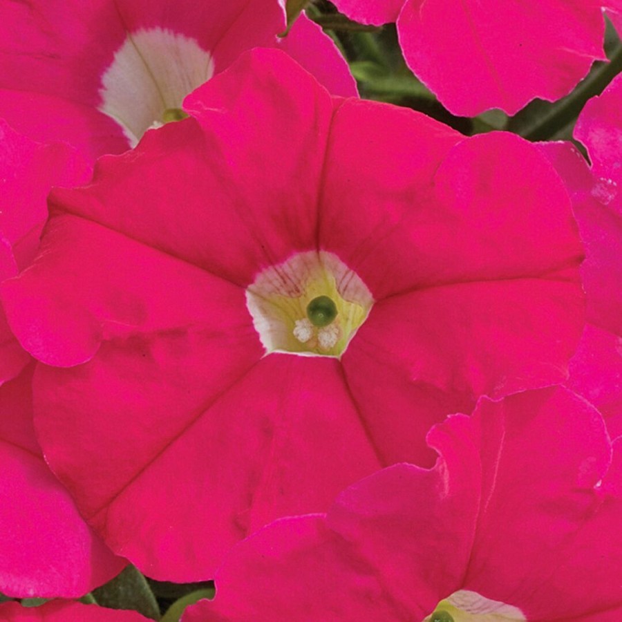 SEMENTES DE FLORES MILLIFLORA PETUNIAS PICOBELLA ROSE ( ROSA) - 3000 SEMENTES SEMENTES DE FLORES MILLIFLORA PETUNIAS PICOBELLA ROSE ( ROSA) - 3000 SEMENTES