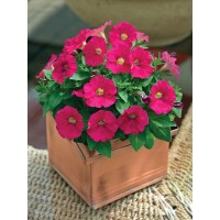 SEMENTES DE FLORES MILLIFLORA PETUNIAS PICOBELLA ROSE ( ROSA) - 1000 SEMENTES SEMENTES DE FLORES MILLIFLORA PETUNIAS PICOBELLA ROSE ( ROSA) - 1000 SEMENTES