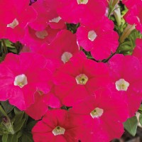 SEMENTES DE FLORES MILLIFLORA PETUNIAS PICOBELLA ROSE ( ROSA) - 1000 SEMENTES SEMENTES DE FLORES MILLIFLORA PETUNIAS PICOBELLA ROSE ( ROSA) - 1000 SEMENTES
