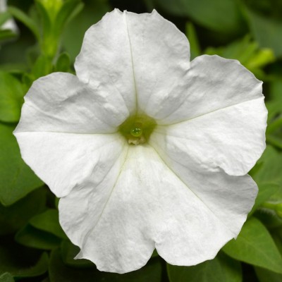 SEMENTES DE FLORES MILLIFLORA PETUNIAS  PICOBELLA WHITE (BRANCO ) - 1000 SEMENTES