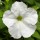 SEMENTES DE FLORES MILLIFLORA PETUNIAS  PICOBELLA WHITE (BRANCO ) - 1000 SEMENTES