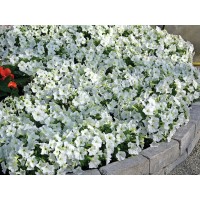 SEMENTES DE FLORES MILLIFLORA PETUNIAS PICOBELLA WHITE (BRANCO ) - 1000 SEMENTES SEMENTES DE FLORES MILLIFLORA PETUNIAS PICOBELLA WHITE (BRANCO ) - 1000 SEMENTES
