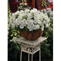 SEMENTES DE FLORES MILLIFLORA PETUNIAS PICOBELLA WHITE (BRANCO ) - 1000 SEMENTES SEMENTES DE FLORES MILLIFLORA PETUNIAS PICOBELLA WHITE (BRANCO ) - 1000 SEMENTES