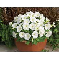 SEMENTES DE FLORES MILLIFLORA PETUNIAS PICOBELLA WHITE (BRANCO ) - 1000 SEMENTES SEMENTES DE FLORES MILLIFLORA PETUNIAS PICOBELLA WHITE (BRANCO ) - 1000 SEMENTES
