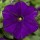 SEMENTES DE FLORES MILLIFLORA PETUNIAS  PICOBELLA BLUE ( AZUL) - 1000 SEMENTES