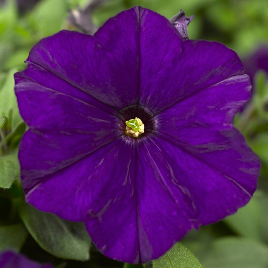SEMENTES DE FLORES MILLIFLORA PETUNIAS PICOBELLA BLUE ( AZUL) - 1000 SEMENTES SEMENTES DE FLORES MILLIFLORA PETUNIAS PICOBELLA BLUE ( AZUL) - 1000 SEMENTES