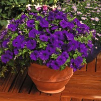 SEMENTES DE FLORES MILLIFLORA PETUNIAS PICOBELLA BLUE ( AZUL) - 1000 SEMENTES SEMENTES DE FLORES MILLIFLORA PETUNIAS PICOBELLA BLUE ( AZUL) - 1000 SEMENTES