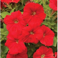 SEMENTES DE FLORES MILLIFLORA PETUNIAS PICOBELLA RED (VERMELHO ) - 1000 SEMENTES SEMENTES DE FLORES MILLIFLORA PETUNIAS PICOBELLA RED (VERMELHO ) - 1000 SEMENTES
