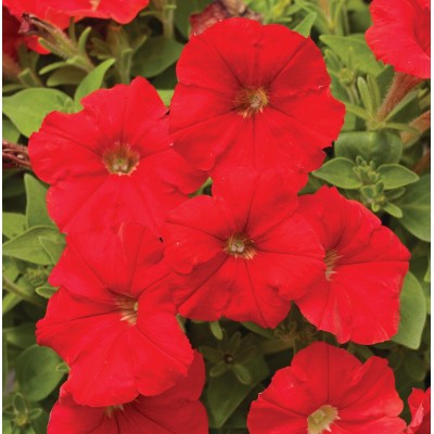 SEMENTES DE FLORES MILLIFLORA PETUNIAS PICOBELLA RED (VERMELHO ) - 1000 SEMENTES