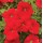 SEMENTES DE FLORES MILLIFLORA PETUNIAS PICOBELLA RED (VERMELHO ) - 2000 SEMENTES