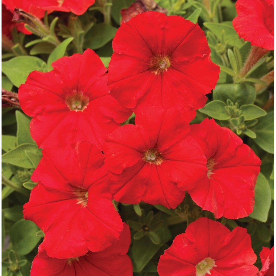 SEMENTES DE FLORES MILLIFLORA PETUNIAS PICOBELLA RED (VERMELHO ) - 1000 SEMENTES SEMENTES DE FLORES MILLIFLORA PETUNIAS PICOBELLA RED (VERMELHO ) - 1000 SEMENTES
