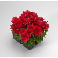 SEMENTES DE FLORES MILLIFLORA PETUNIAS PICOBELLA RED (VERMELHO ) - 1000 SEMENTES SEMENTES DE FLORES MILLIFLORA PETUNIAS PICOBELLA RED (VERMELHO ) - 1000 SEMENTES
