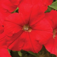 SEMENTES DE FLORES MILLIFLORA PETUNIAS PICOBELLA RED (VERMELHO ) - 1000 SEMENTES SEMENTES DE FLORES MILLIFLORA PETUNIAS PICOBELLA RED (VERMELHO ) - 1000 SEMENTES