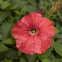 SEMENTES DE FLORES MILLIFLORA PETUNIAS PICOBELLA SALMON ( SALMÃO) - 1000 SEMENTES SEMENTES DE FLORES MILLIFLORA PETUNIAS PICOBELLA SALMON ( SALMÃO) - 1000 SEMENTES
