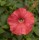 SEMENTES DE FLORES MILLIFLORA PETUNIAS  PICOBELLA SALMON ( SALMÃO) - 1000 SEMENTES