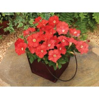 SEMENTES DE FLORES MILLIFLORA PETUNIAS PICOBELLA SALMON ( SALMÃO) - 1000 SEMENTES SEMENTES DE FLORES MILLIFLORA PETUNIAS PICOBELLA SALMON ( SALMÃO) - 1000 SEMENTES
