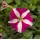 SEMENTES DE FLORES MILLIFLORA PETUNIAS  PICOBELLA ROSE STAR (ESTRELA DE ROSA ) - 1000 SEMENTES