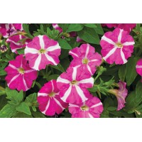 SEMENTES DE FLORES MILLIFLORA PETUNIAS  PICOBELLA ROSE STAR (ESTRELA DE ROSA ) - 1000 SEMENTES