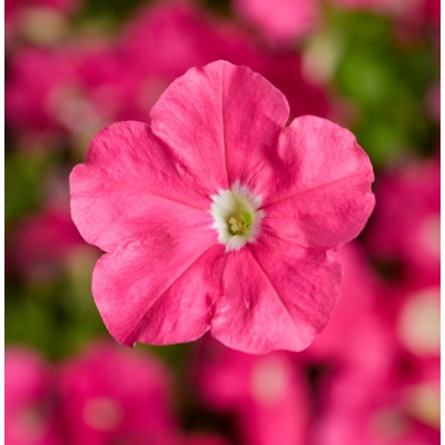 SEMENTES DE FLORES MILLIFLORA PETUNIAS  PICOBELLA PINK ( ROSA) - 1000 SEMENTES