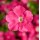 SEMENTES DE FLORES MILLIFLORA PETUNIAS  PICOBELLA PINK ( ROSA) - 1000 SEMENTES