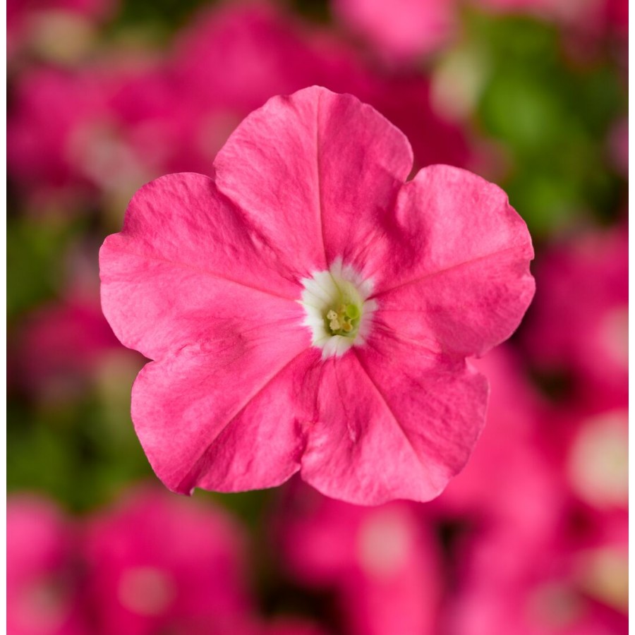 SEMENTES DE FLORES MILLIFLORA PETUNIAS PICOBELLA PINK ( ROSA) - 2000 SEMENTES SEMENTES DE FLORES MILLIFLORA PETUNIAS PICOBELLA PINK ( ROSA) - 2000 SEMENTES