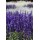 SEMENTES DE FLORES MILLIFLORA  SALVIA FARINACEA VICTORIA BLUE (AZUL) - 1000 SEMENTES