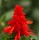 SEMENTES DE FLORES MILLIFLORA SALVIA SPLENDENS MOJAVE RED (VERMELHA) - 5000 SEMENTES