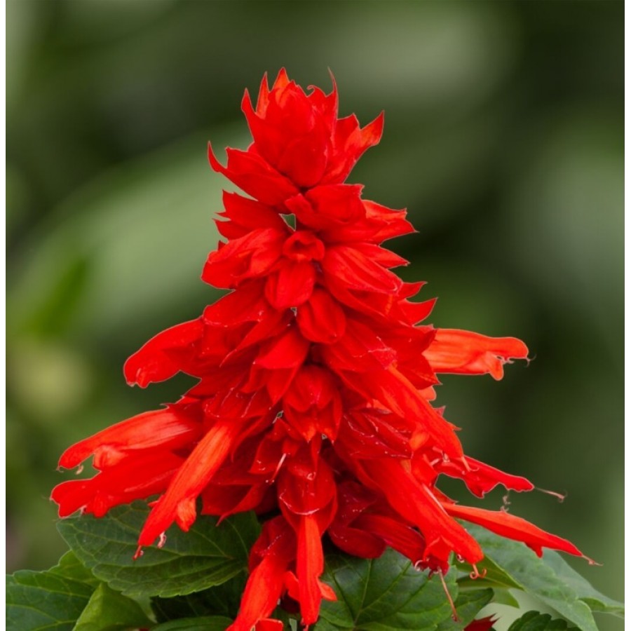 SEMENTES DE FLORES MILLIFLORA SALVIA SPLENDENS MOJAVE RED (VERMELHA) - 5000 SEMENTES SEMENTES DE FLORES MILLIFLORA SALVIA SPLENDENS MOJAVE RED (VERMELHA) - 5000 SEMENTES