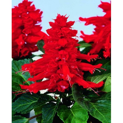 SEMENTES DE FLORES MILLIFLORA SALVIA SPLENDENS REDDY BRIGHT RED (VERMELHO BRILHANTE) - 1000 SEMENTES