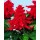 SEMENTES DE FLORES MILLIFLORA SALVIA SPLENDENS REDDY BRIGHT RED (VERMELHO BRILHANTE) - 1000 SEMENTES