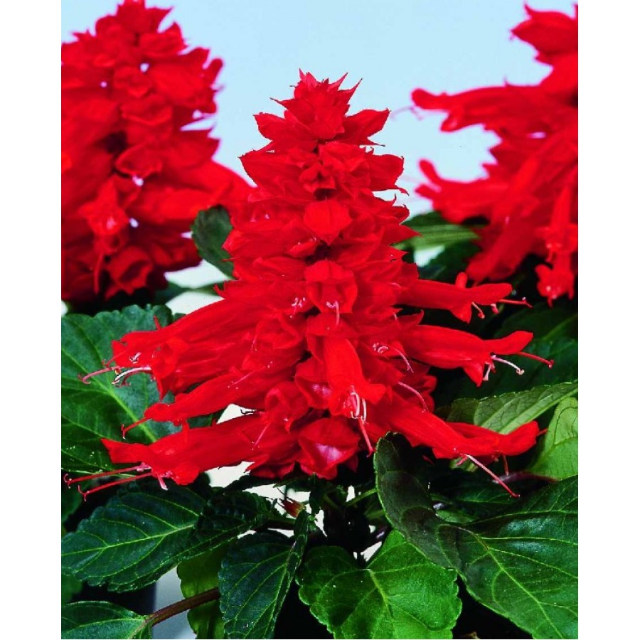 SEMENTES DE FLORES MILLIFLORA SALVIA SPLENDENS REDDY BRIGHT RED (VERMELHO BRILHANTE) - 1000 SEMENTES