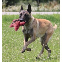 KONG BRINQUEDO PARA CÃES MAXX STAR (S/M) KONG BRINQUEDO PARA CÃES MAXX STAR (S/M)