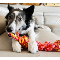 KONG BRINQUEDO PARA CÃES ROPE BUNJI (L) KONG BRINQUEDO PARA CÃES ROPE BUNJI (L)