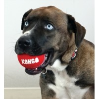 KONG BRINQUEDO PARA CÃES SIGNATURE SPORT BALL PACK 2 (L) KONG BRINQUEDO PARA CÃES SIGNATURE SPORT BALL PACK 2 (L)
