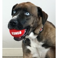 KONG BRINQUEDO PARA CÃES SIGNATURE SPORT BALL PACK 3 (S) KONG BRINQUEDO PARA CÃES SIGNATURE SPORT BALL PACK 3 (S)