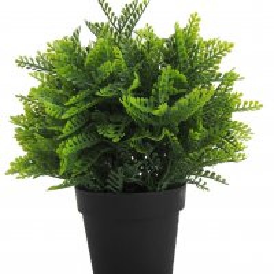 VASO SEMPRE VERDE PIANTINE - CAPELVENERE -9,5 X 25