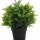 VASO SEMPRE VERDE PIANTINE - CAPELVENERE -9,5 X 25