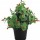 VASO SEMPRE VERDE PIANTINE - GAULTHERIA -9,5 X 25