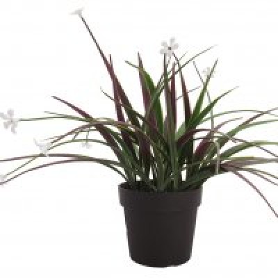 VASO SEMPRE VERDE PIANTINE - CYMBIDIUM -9,5 X 25