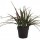 VASO SEMPRE VERDE PIANTINE - CYMBIDIUM -9,5 X 25