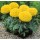 SEMENTES DE FLORES MILLIFLORA TAGETES ERECTA ANTIGUA YELLOW (AMARELO) - 4000 SEMENTES