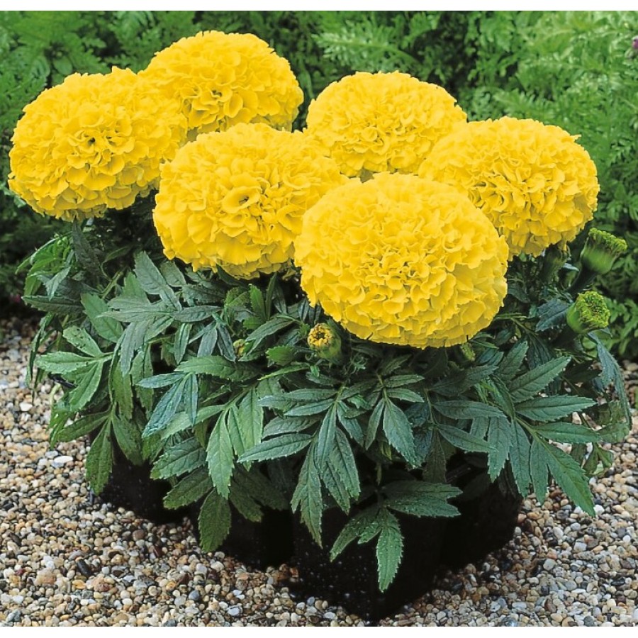 SEMENTES DE FLORES MILLIFLORA TAGETES ERECTA ANTIGUA YELLOW (AMARELO) - 4000 SEMENTES SEMENTES DE FLORES MILLIFLORA TAGETES ERECTA ANTIGUA YELLOW (AMARELO) - 4000 SEMENTES