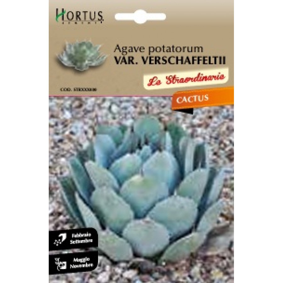 S.CACTUS AGAVE POTATORUM VAR. VERSCHAFFELTII HORTUS